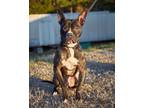 Adopt NORMAN a Brindle Boston Terrier / American Staffordshire Terrier / Mixed