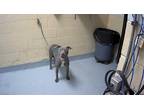 Adopt DURIAN a Gray/Silver/Salt & Pepper - with White American Pit Bull Terrier