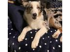 Adopt Jax a Merle Australian Shepherd / Mixed dog in Ocala, FL (35547968)