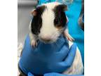 Adopt Spots a Guinea Pig small animal in Brooklyn, NY (35562791)