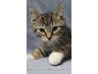 Adopt Nectar a Domestic Shorthair cat in Georgetown, OH (35562665)