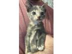 Adopt Chloe a Domestic Shorthair / Mixed (short coat) cat in Stillwater