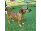 Adopt Marla a Brown/Chocolate Dachshund / Mixed dog in Lakeland, FL (35560294)