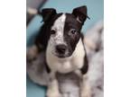 Adopt Chip a Australian Cattle Dog / Pit Bull Terrier / Mixed dog in Novato