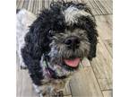 Adopt Kiki a Black - with White Shih Tzu / Mixed dog in Tavares, FL (35559664)