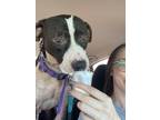 Adopt Samson a Black - with White American Pit Bull Terrier dog in Tulsa