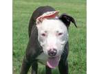 Adopt Denver a Brown/Chocolate - with White Bull Terrier / Mixed dog in
