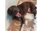 Adopt Rhonda a Black American Pit Bull Terrier / Mixed dog in Tulsa