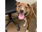 Adopt Lady a Brown/Chocolate American Pit Bull Terrier / Mixed dog in Tulsa