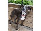 Adopt Chica a American Staffordshire Terrier / Hound (Unknown Type) dog in