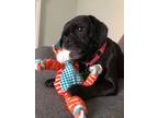 Adopt Chessy a Black Pug dog in San Diego, CA (35557523)