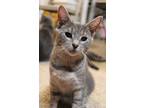Adopt Phoebe a Gray, Blue or Silver Tabby Domestic Shorthair (short coat) cat in