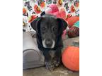 Adopt Jane a Black Labrador Retriever / Mixed dog in Byron, GA (22950553)
