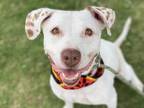 Adopt CHANNING a Pit Bull Terrier