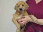 Adopt 655629 a Labrador Retriever, Mixed Breed