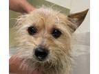 Adopt Louise a Yorkshire Terrier