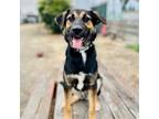 Adopt Flash (ID# 12048) a German Shepherd Dog