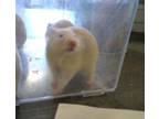 Adopt ISABELLA a Hamster