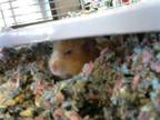 Adopt CLEMENTINE a Hamster