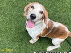 Adopt TUCKER a Beagle