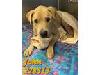 Adopt JOHN a Labrador Retriever, Mixed Breed