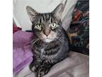 Adopt The Amazing Zulu a Brown Tabby Domestic Shorthair (short coat) cat in New