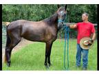 For Sale On [url removed]- Registered Tennessee Walking Horse-Trail
