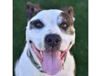 Adopt Buster a Pit Bull Terrier