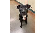 Adopt Meeks a Pit Bull Terrier, Mixed Breed