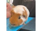Adopt Rufus a Guinea Pig