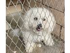 Adopt Marshmallow A37-AVAILABLE a Bichon Frise