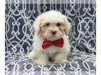 Lhasa Apso PUPPY FOR SALE ADN-443380 - Buster