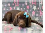 Labrador Retriever PUPPY FOR SALE ADN-443384 - Bunny