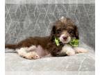 Schnoodle (Miniature) PUPPY FOR SALE ADN-443533 - Andre
