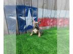 French Bulldog PUPPY FOR SALE ADN-443224 - French Bulldog Puppy