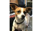 Adopt Ginger a Parson Russell Terrier, Mixed Breed