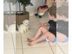 Maltese PUPPY FOR SALE ADN-443365 - 8 week old maltese puppies