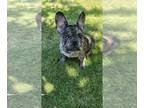 French Bulldog PUPPY FOR SALE ADN-443830 - Merle Frenchie