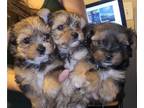 Yorkshire Terrier PUPPY FOR SALE ADN-443775 - Lions Gate babies