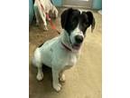 Adopt 50818298 a Labrador Retriever, Basset Hound