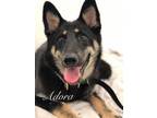 Adopt Adora a German Shepherd Dog