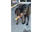 Adopt Brownie a Doberman Pinscher, Labrador Retriever