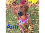 Adopt Ann a Redbone Coonhound