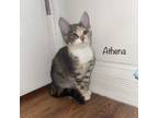 Adopt Athena a Domestic Short Hair