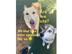 Adopt Ruger - Foster Needed a German Shepherd Dog