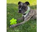 Adopt Hailey a Pit Bull Terrier, Mixed Breed
