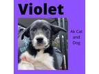 Adopt Violet A Husky