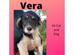 Adopt Vera A Husky