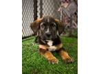 Adopt Corey a Bernese Mountain Dog, Mixed Breed