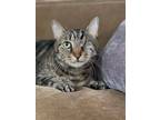 Adopt Willow - one eye a Tabby, Domestic Short Hair